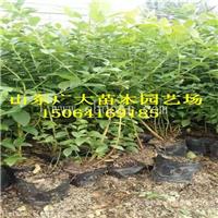 蓝丰蓝莓苗批发