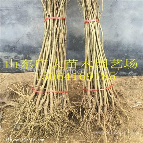 泰安高新区广大园艺场如意红石榴树大庆石榴苗行情