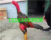 重庆纯种鬼子斗鸡价格，越南斗鸡养殖场