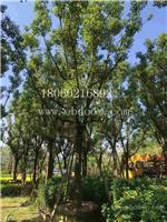 香樟移植苗，香樟存活率高，丛生香樟，供应各种类型香樟