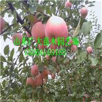 苹果苗批发 矮化苹果苗价格 苹果苗基地 