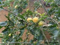 邹城脆蛇蕲蛇金钱白花蛇价格优质低价