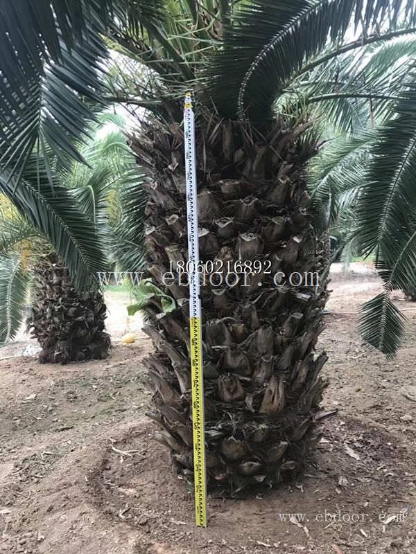 加拿利海枣质量保证，加拿利海枣基地，加拿利海枣丛生移栽