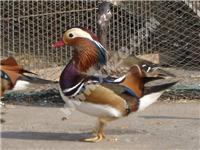 鸳鸯-最漂亮的水禽-鸳鸯养殖场-上海新兴珍禽养殖场 