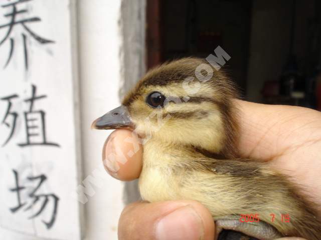 鸳鸯-最漂亮的水禽-鸳鸯养殖场-上海新兴珍禽养殖场�