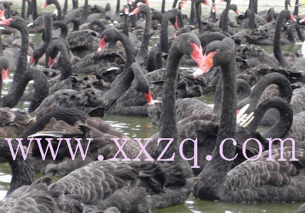 黑天鹅养殖-全国首家黑天鹅-澳洲黑天鹅繁育养殖场�