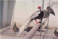 观赏动物-白鹇-首家澳洲黑天鹅繁育基地- 
