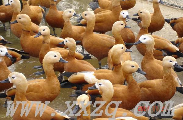 赤麻黄鸭-漂亮的水禽-观赏动物�