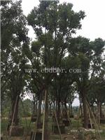 香樟移植苗，冠幅饱满香樟，截杆香樟