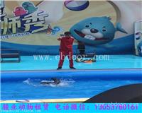 深圳海狮表演活动方案