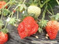 青浦草莓种植基地�