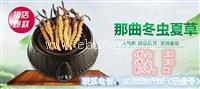 太原冬虫夏草总批发商 太原冬虫夏草总经销商