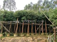 10公分香樟，优质香樟，香樟移植苗