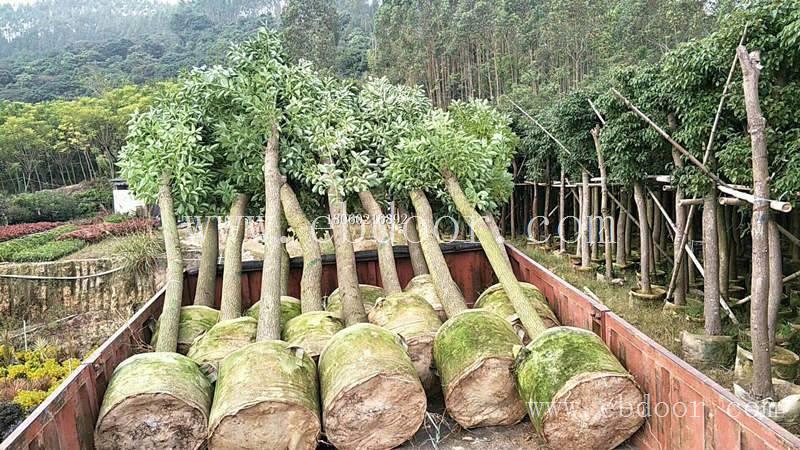 香樟移植苗，香樟供应商，香樟风景树