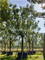 香樟小苗批发，香樟移植苗，香樟15公分