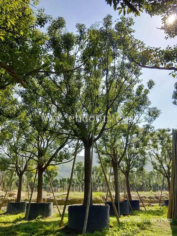 香樟小苗批发，香樟移植苗，香樟15公分