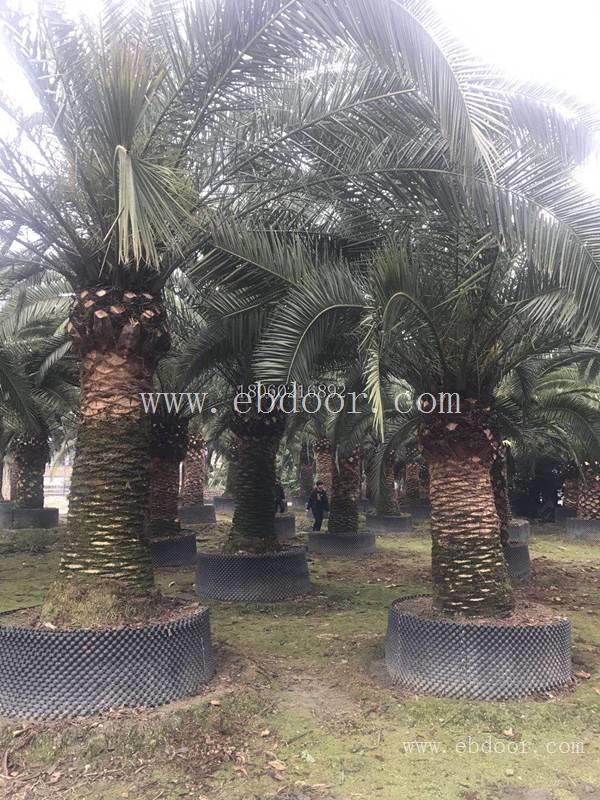 加拿利海枣景观树，加拿利海枣价格，加拿利海枣采购中心