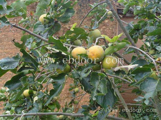 乌海一枝蒿一口钟哪里有卖生产厂家