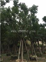 香樟移植苗，香樟采购中心，香樟高大的