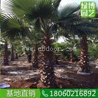 老人葵报价，老人葵基地，老人葵精品