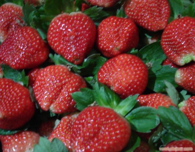 上海草莓价格.�