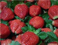 上海草莓价格. 