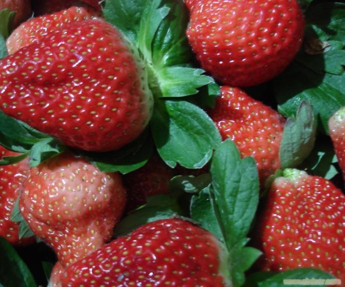 草莓采摘园;�