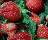 草莓采摘园; 