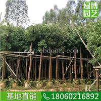 香樟移植苗基地，香樟移植苗大量批发