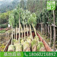 香樟移植苗厂家直销，香樟移植苗10公分苗木批发