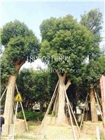 香樟孤植，香樟移植苗，香樟观赏树
