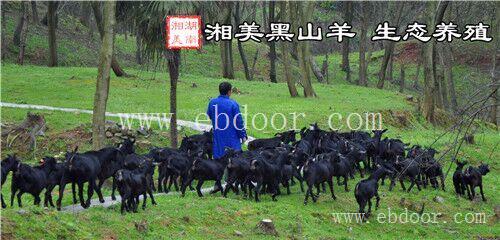 我在湖南湘美黑山羊繁育有限公司等你一起来看羊