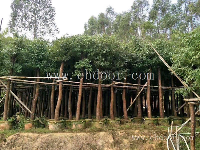 香樟移植苗，香樟图片，香樟遮荫树