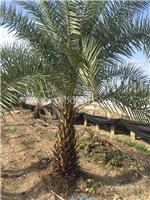 中东海枣树形漂亮，中东海枣种植基地，中东海枣1米高的