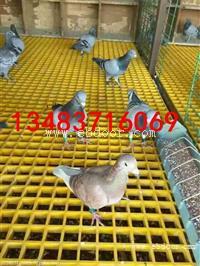 50*50玻璃钢格栅