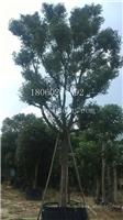 香樟移植苗，香樟大型种植基地，香樟风景树