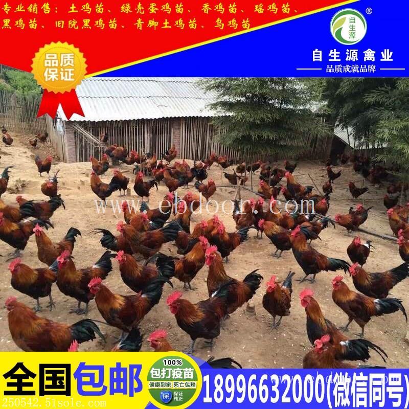 贵州土鸡苗养殖技术