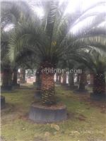 加拿利海枣大型种植场，加拿利海枣苗木，优质加拿利海枣