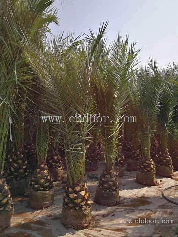加拿利海枣种植场，加拿利海枣头径30公分，加拿利海枣棕榈树