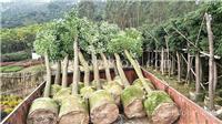 香樟移植苗，香樟庭园观赏，香樟优质园林风景树