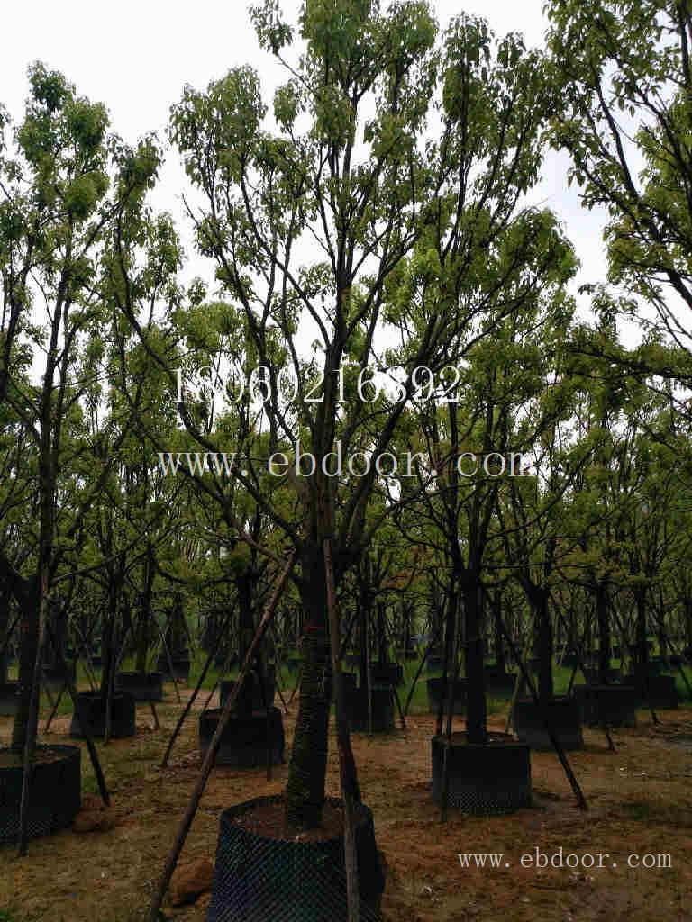 香樟移植苗，香樟价格，香樟种植基地
