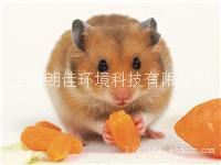 上海灭鼠公司,灭鼠公司,闵行灭鼠公司