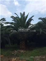加拿利海枣批发商，加拿利海枣绿化苗木，加拿利海枣苗圃基地