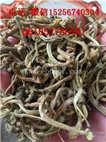 供应甜瓜蒂价格苦丁香价格苦丁香多少钱一斤