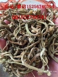 供应甜瓜蒂价格苦丁香价格苦丁香多少钱一斤