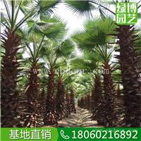 老人葵报价，老人葵质优价廉，大型的老人葵