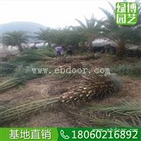 中东海枣园林树，仿真中东海枣，中东海枣价格表