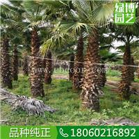 老人葵规格齐全，优质老人葵，老人葵树苗