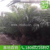 中东海枣自产自销，中东海枣批发价，中东海枣园林树
