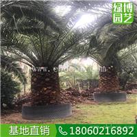 加拿利海枣树形优美，加拿利海枣树苗，2米高加拿利海枣